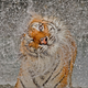 Image for article titled The winning images from Nat Geo's 2012 Photography Competition will blow you away